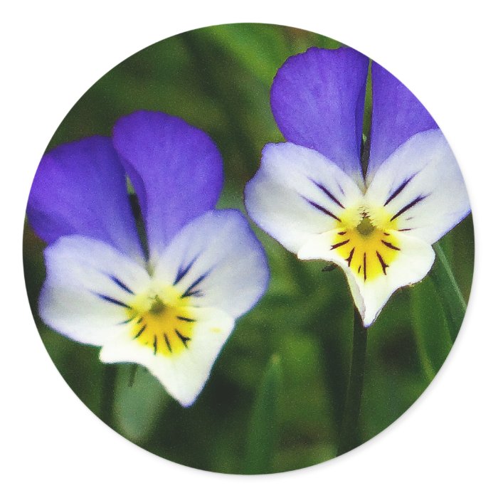 Two cute blue violets round stickers