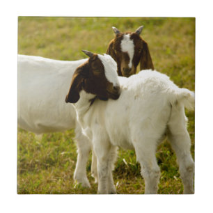 Two Cute Boer Goats Rustic Tile