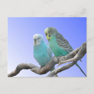 Two Cute Budgerigar Birds DIY Postcard