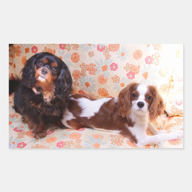 Two Cute Cavalier King Charles Spaniels Sticker (Front)