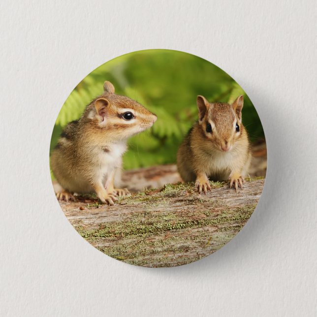 Two Cute Chipmunk Babies Pinback Button (Front)