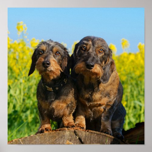 Two Cute Dachshund Dogs Dackel Head Portrait Photo Poster