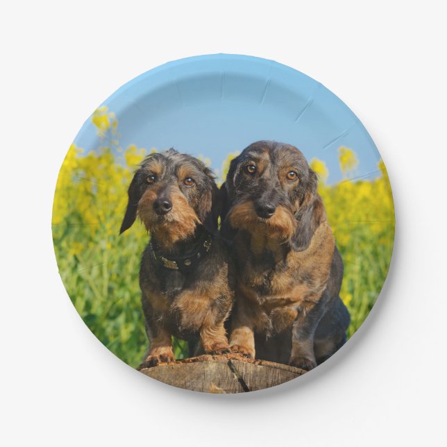 Two Cute Dachshund Dogs Dackel Photo Funny Pets - Paper Plates (Front)
