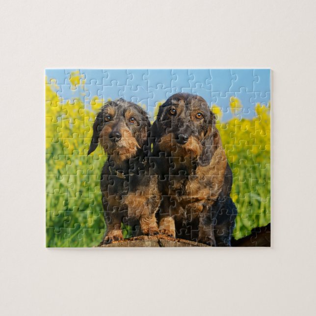 Two Cute Dachshund Dogs Dackel Photo - Game 8x10 Jigsaw Puzzle (Horizontal)