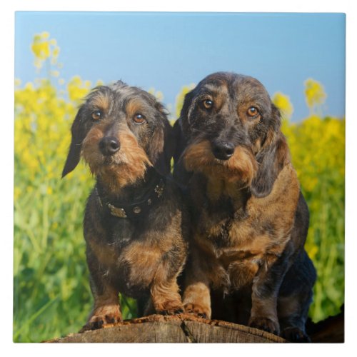 Two Cute Dachshunds Dogs Dackel Friends Pet Photo Ceramic Tile