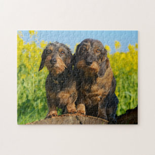 Two Cute Dachshunds Dogs Dackel Friends Pet Photo Jigsaw Puzzle