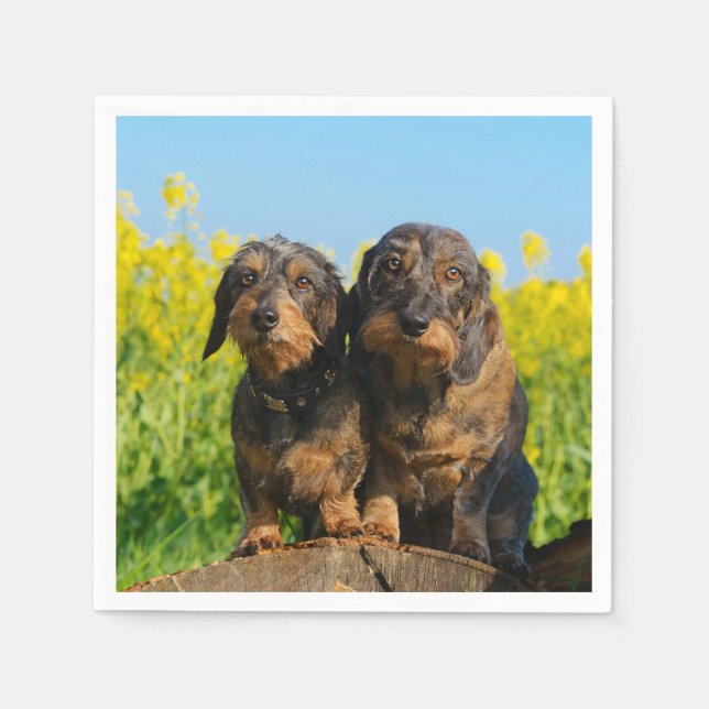 Two Cute Dachshunds Dogs Dackel Friends Pet Photo Paper Napkins (Front)