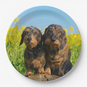 Two Cute Dachshunds Dogs Dackel Friends Pet Photo Paper Plates