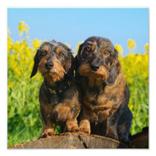 Two Cute Dachshunds Dogs Dackel Friends Pet Photo Print