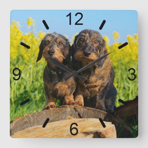 Two Cute Dachshunds Dogs Dackel Friends Pet Photo Square Wall Clock