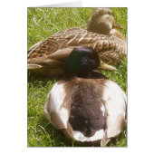 Two Cute Ducks Card (Front)
