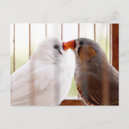 Two Cute Finch Birds in Cage Postcard