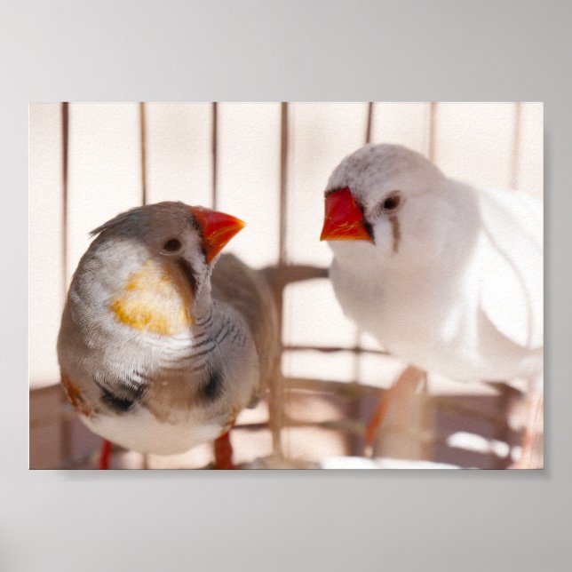 Two Cute Finch Birds in Cage Poster (Front)