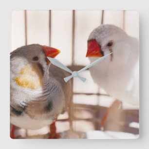 Two Cute Finches in Cage Square Wall Clock