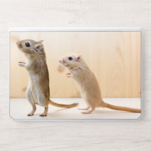 Two Cute Gerbils Standing on White Surface Illustr HP Laptop Skin