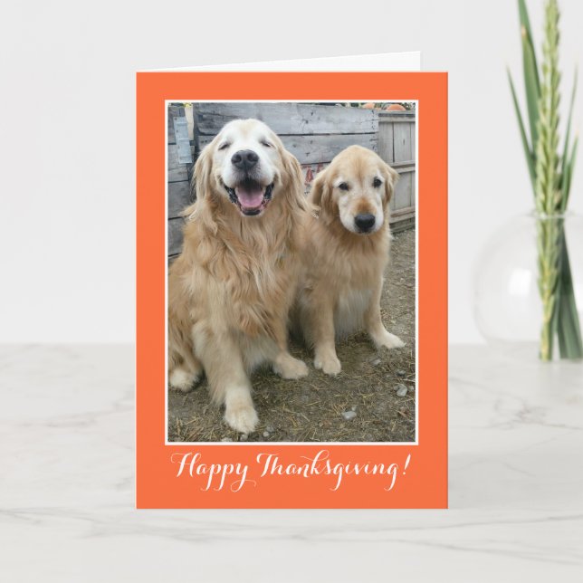 Two Cute Golden Retriever Dogs Thanksgiving Holiday Card (Front)