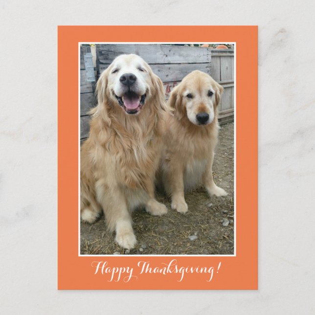 Two Cute Golden Retriever Dogs Thanksgiving Holiday Postcard (Front)