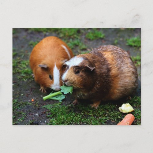 Two Cute Guinea Pigs Eating Veggies Postcard