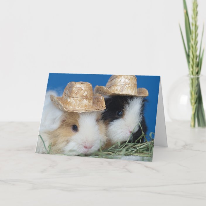 Two Cute Guinea Pigs Greeting Card | Zazzle