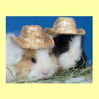 Two Cute Guinea Pigs Poster