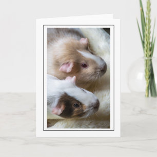 Two cute Guinea pigs up close greeting card