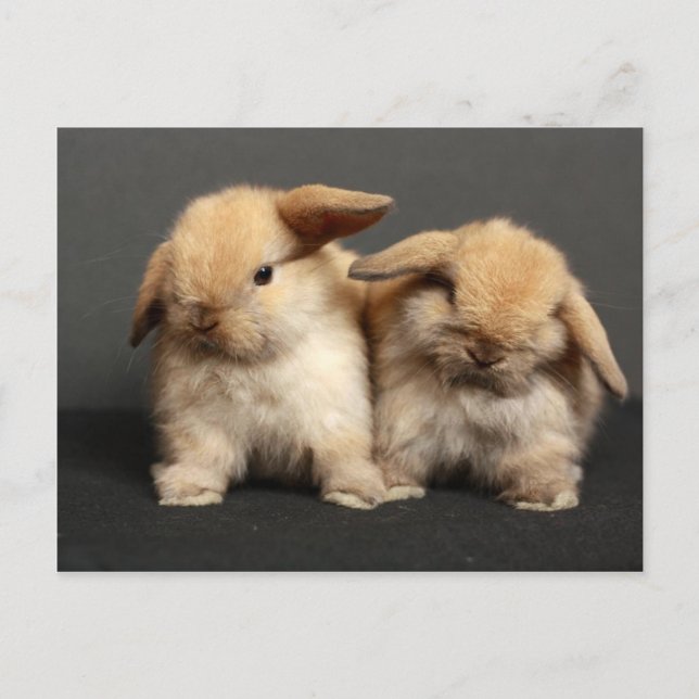 Two Cute Holland Lops Postcard (Front)