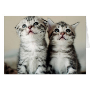 Two Cute Kittens
