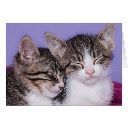 Two Cute Kittens Napping Cards (Front Horizontal)
