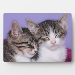 Two Cute Kittens Napping Plaque