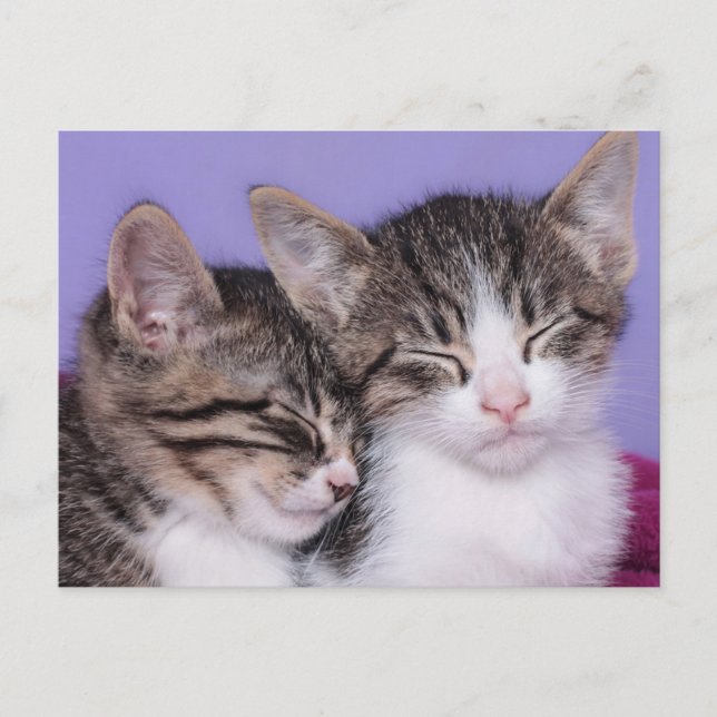 Two Cute Kittens Napping Postcard (Front)