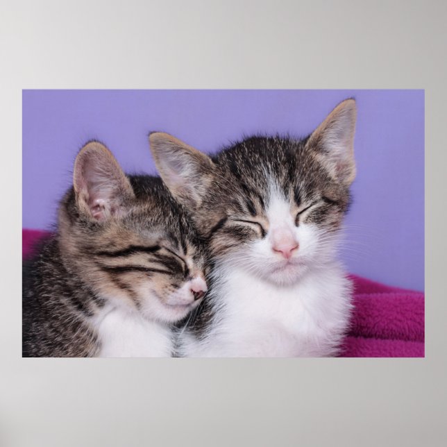 Two Cute Kittens Napping Poster (Front)