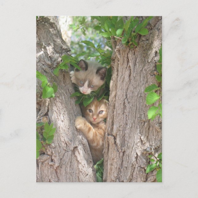 Two Cute Kittens on a Tree Postcard (Front)