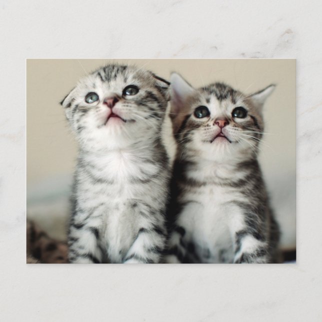 Two Cute Kittens Postcard (Front)