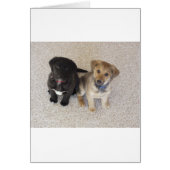 Two Cute Labrador Puppies (Front)