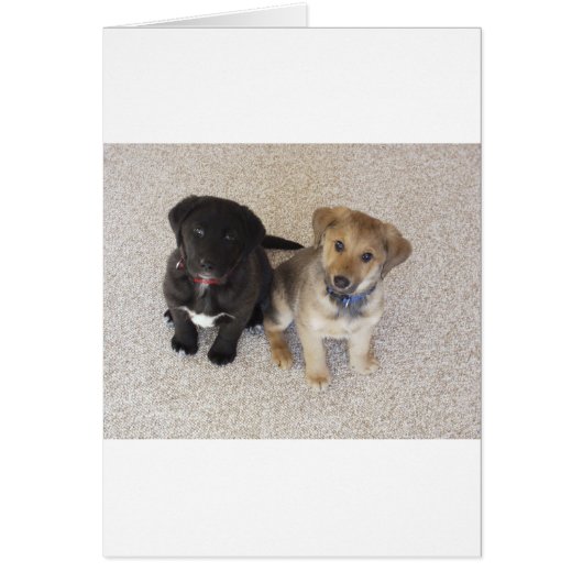 Two Cute Labrador Puppies Cards (Front)
