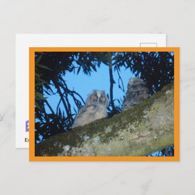 Two Cute Long-eared Owls in Tree DIY Postcard (Front/Back)