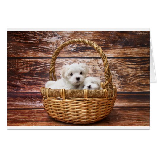 Two cute Maltese puppies sitting in a basket (Front Horizontal)