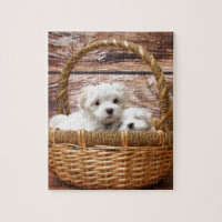 Two cute Maltese puppies sitting in a basket