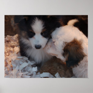 Two cute nuzzling puppies poster print