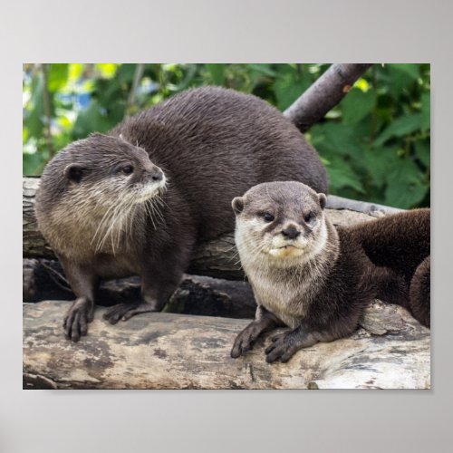 Two Cute Otters  Otter Poster