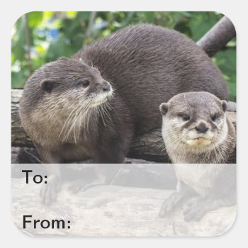 Two Cute Otters | Otter Square Sticker by PhotographyByPixie at Zazzle