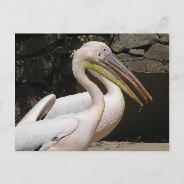 Two Cute Pelicans DIY Postcard (Front)
