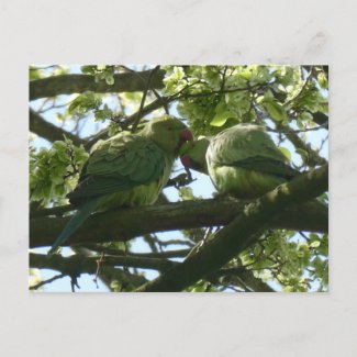 Two Cute Rose-Ringed Parakeets DIY Postcard