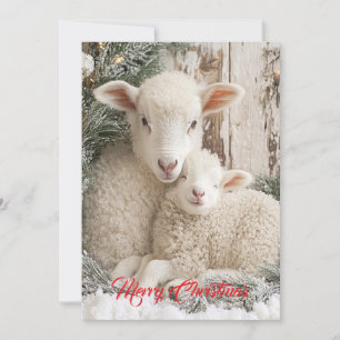 Two Cute Sheeps Holiday Card