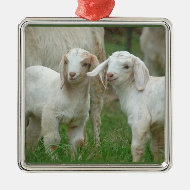 Two Cute White Baby Goats Metal Ornament (Front)
