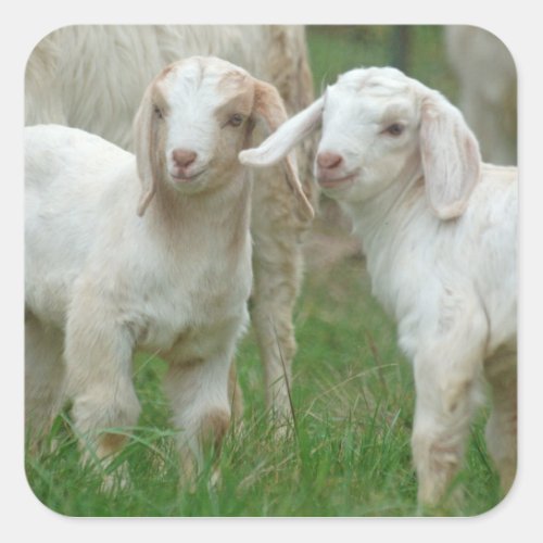 Two Cute White Baby Goats Square Sticker