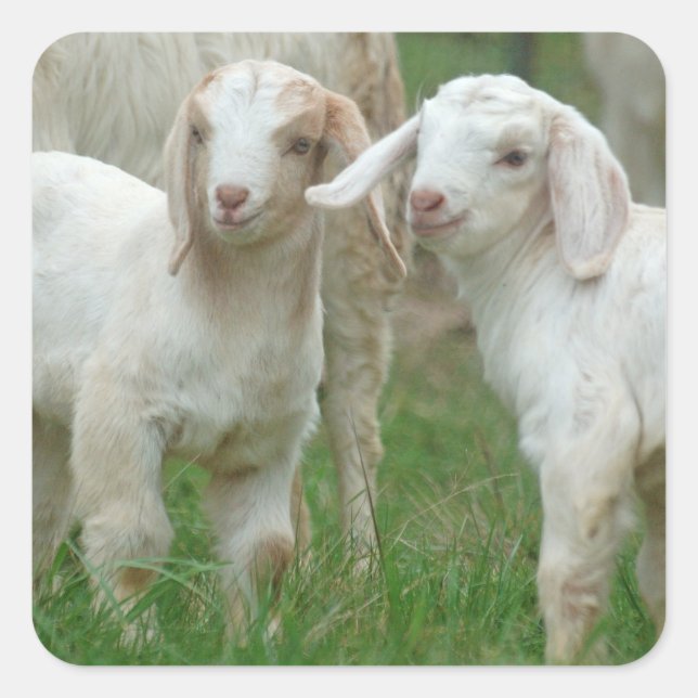 Two Cute White Baby Goats Square Sticker (Front)