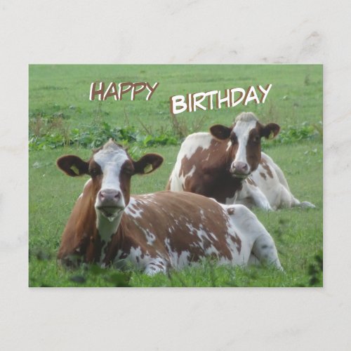Two Cute White_Brown Cows Birthday Postcard