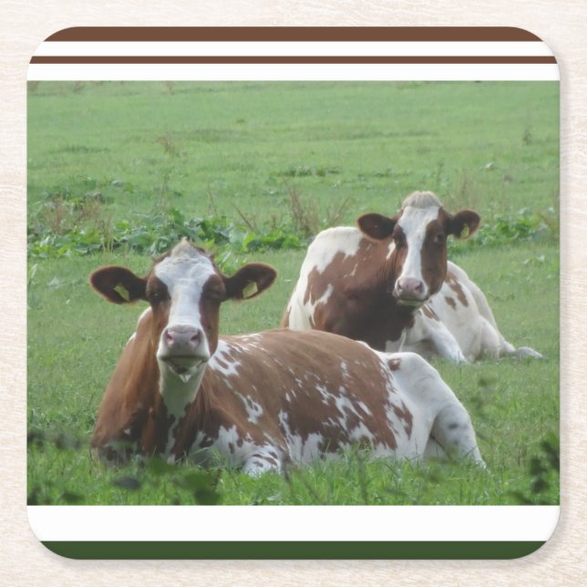 Two Cute White-Brown Cows Coaster (Front)