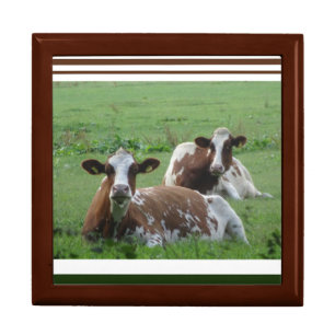 Two Cute White-Brown Cows Keepsake Box